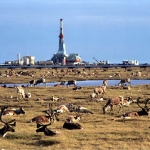 Drilling In ANWR Will Not Solve The Problem But It’s A Start