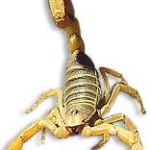How To Deal With A (Freaking) Scorpion Sting